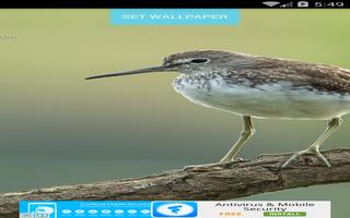 Bird Wallpapers captura de pantalla 2