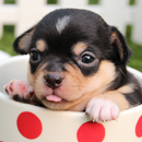 Puzzle: Cute Animals APK