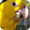 Macaw Wallpapers