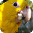 Macaw Wallpapers aplikacja