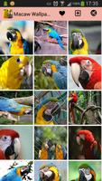 Macaw Wallpapers Affiche