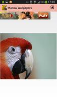 Macaw Wallpapers capture d'écran 3