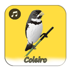 Canto De Coleiro A ícone