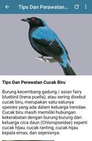 Kicau Cucak Biru Fighter screenshot 3