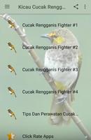 Kicau Cucak Rengganis Fighter Affiche