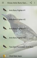Kicau Anis Buru Gacor Fighter ポスター