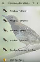 Kicau Anis Buru Gacor Fighter Affiche