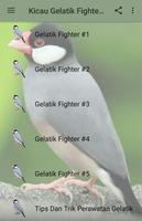 Kicau Gelatik Fighter Gacor Affiche