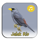 Kicau Jalak Rio Gacor Full APK