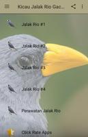 Kicau Jalak Rio Gacor Full plakat