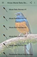 Kicau Murai Batu Borneo poster