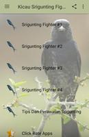 Kicau Srigunting Fighter โปสเตอร์