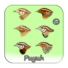 Kicau Puyuh Terlengkap icon