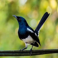 MACAM MACAM SUARA KICAU BURUNG. स्क्रीनशॉट 1