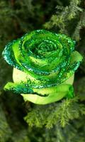 macro rose live wallpaper penulis hantaran