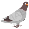 Pigeon Bird APK