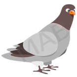 Pigeon Bird
