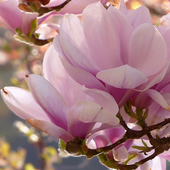Download 500+ Wallpaper Bunga Kantil Paling Baru Download 500+ Wallpaper Bunga Kantil Paling Baru