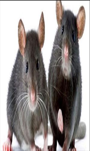Cara Mengusir Tikus Di Rumah Menurut Islam