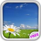 Camomile Flower Live Wallpaper icône