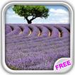 Lavender Fields Live Wallpaper