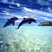 پوستر Wonderful Dolphins Water Touch
