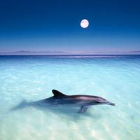 برنامه‌نما Wonderful Dolphins Water Touch عکس از صفحه