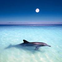 Wonderful Dolphins Water Touch تصوير الشاشة 1