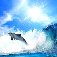 برنامه‌نما Wonderful Dolphins Water Touch عکس از صفحه