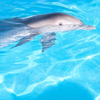 برنامه‌نما Wonderful Dolphins Water Touch عکس از صفحه