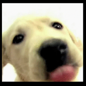 Licking Puppy Wallpaper icon