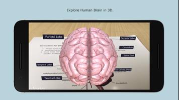 Human Brain Cartaz