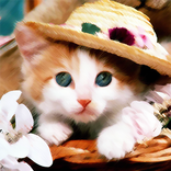 Moe Wallpaper - Kitty & Doggy