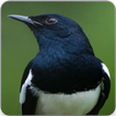 Oriental Magpie Robin Call : Magpie Robin Singing