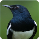 Oriental Magpie Robin Call : Magpie Robin Singing icône