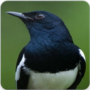 Oriental Magpie Robin Call : Magpie Robin Singing aplikacja