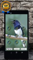 Oriental Magpie Robin Call : Magpie Robin Singing poster