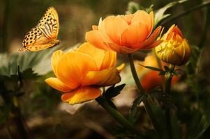 Nature Wallpapers HD (Offline) 포스터