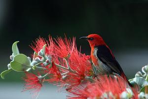 Nature Wallpapers HD (Offline) 스크린샷 2