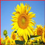 ”Flowers and Insects