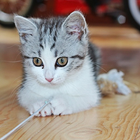 Cat Jigsaw Puzzles icon