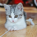 ”Cat Jigsaw Puzzles