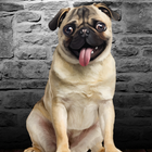 Pug Clicker Game biểu tượng