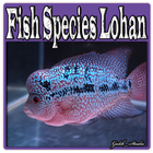 Fish Species Lohan icône