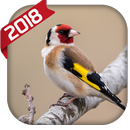 Goldfinch song APK