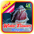 Winter Flowers Wallpaper APK