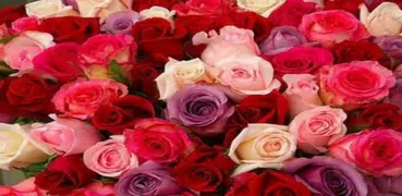 Beste Blumensträuße aus Rosen