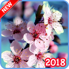 Spring Flowers Live biểu tượng