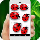 Ladybug in Phone Funny Joke icône