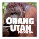 Orangutan - Indonesia aplikacja